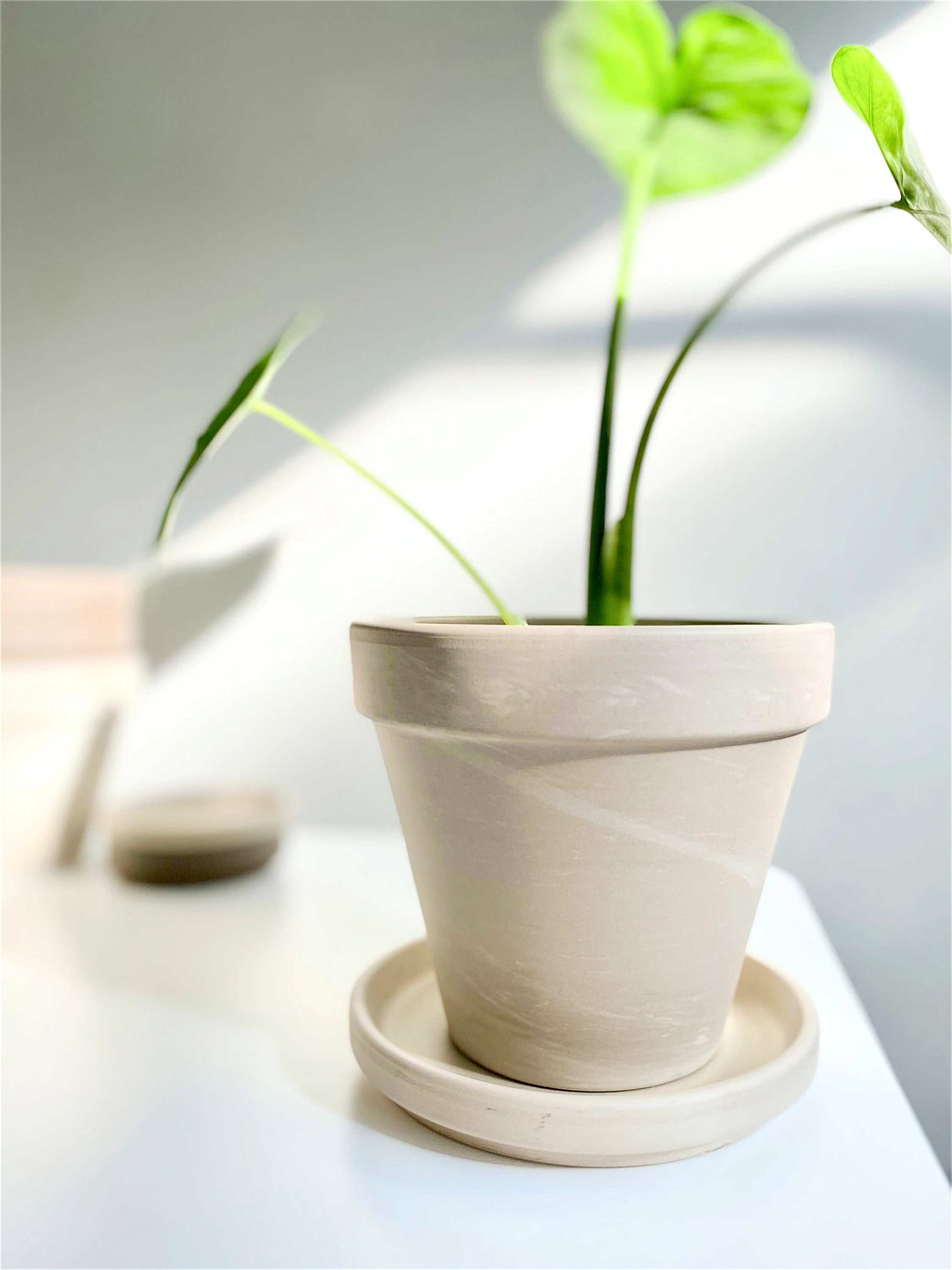 White Clay Pot